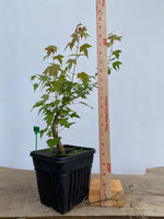 Trident Maple in a 6" pot (AB6-01)