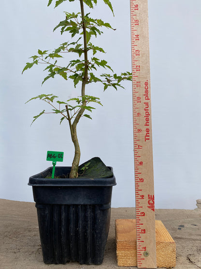 Trident Maple in a 6" pot (AB6-02)