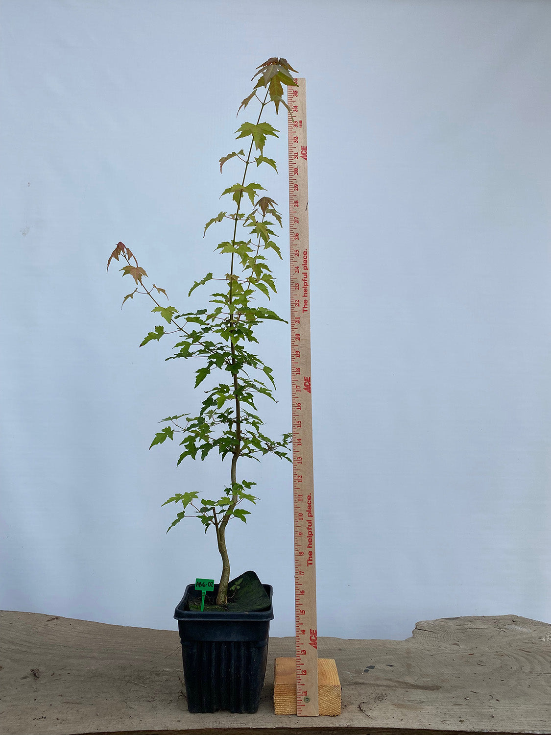Trident Maple in a 6" pot (AB6-02)