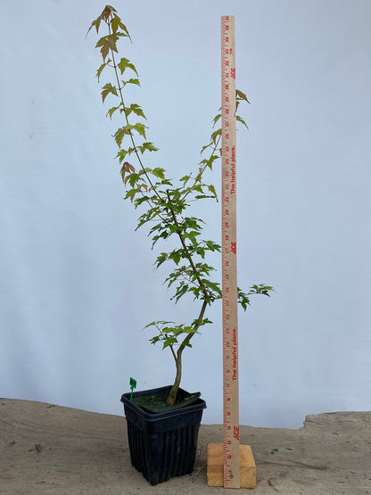 Trident Maple in a 6" pot (AB6-02)