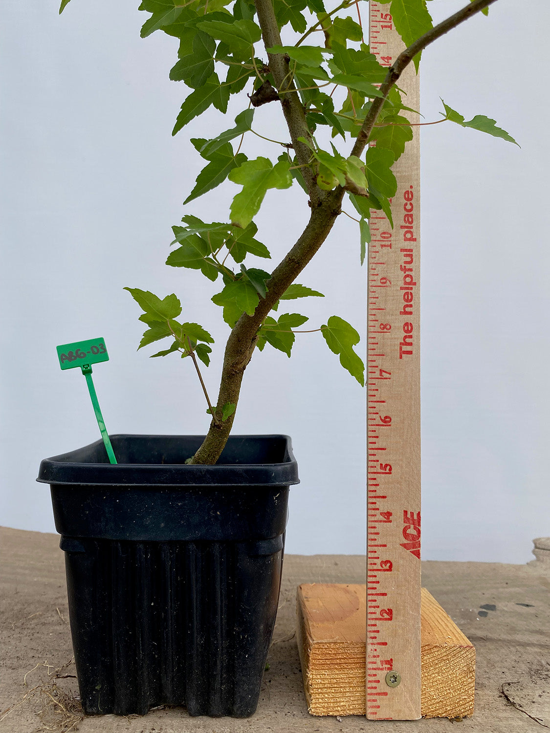 Trident Maple in a 6" pot (AB6-03)
