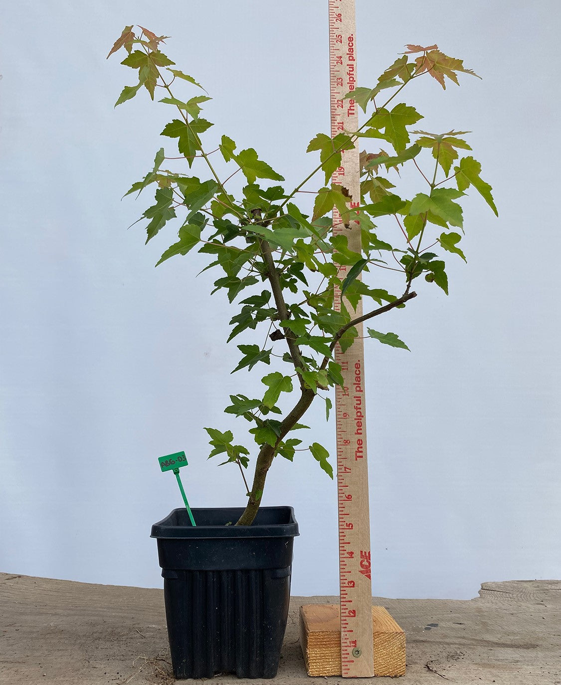 Trident Maple in a 6" pot (AB6-03)