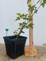 Trident Maple in a 6" pot(AB6-04)