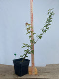 Trident Maple in a 6" pot(AB6-04)