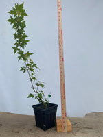 Trident Maple in a 6" pot(AB6-04)