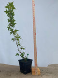 Trident Maple in a 6" pot(AB6-04)