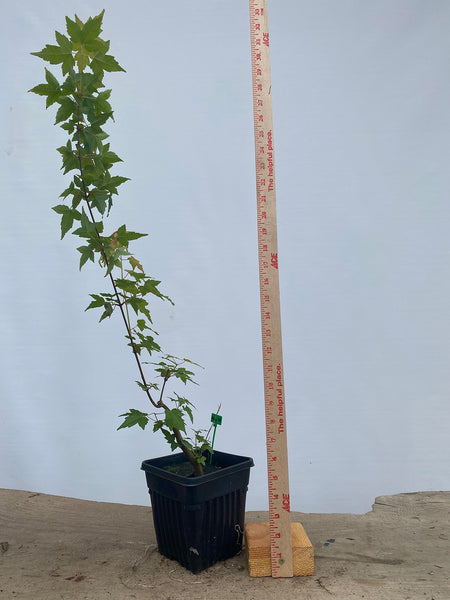 Trident Maple in a 6" pot(AB6-04)