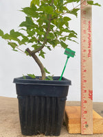 Trident Maple in a 6" pot (AB6-05)