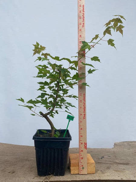 Trident Maple in a 6" pot (AB6-05)