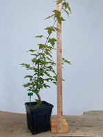 Trident Maple in a 6" pot (AB6-05)
