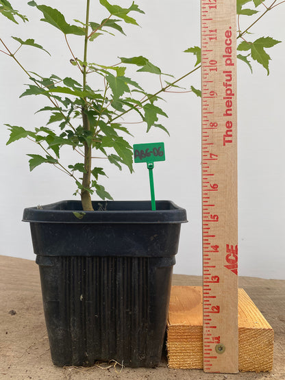 Trident Maple in a 6" pot (AB6-06)