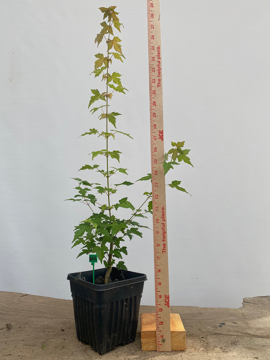 Trident Maple in a 6" pot (AB6-06)