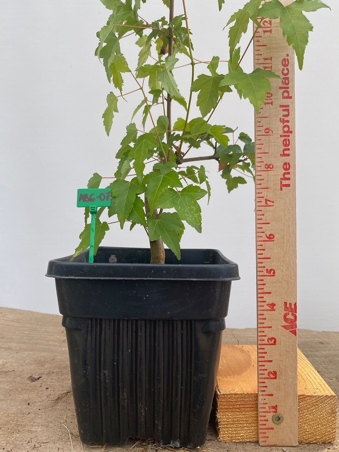 Trident Maple in a 6" pot (AB6-07)