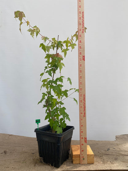 Trident Maple in a 6" pot (AB6-07)