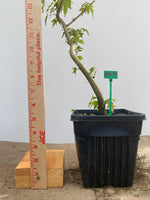 Trident Maple in a 6" pot (AB6-08)