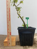 Trident Maple in a 6" pot (AB6-08)