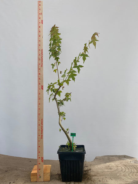 Trident Maple in a 6" pot (AB6-08)