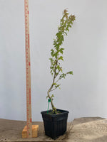 Trident Maple in a 6" pot (AB6-08)