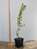 Trident Maple in a 6" pot (AB6-08)
