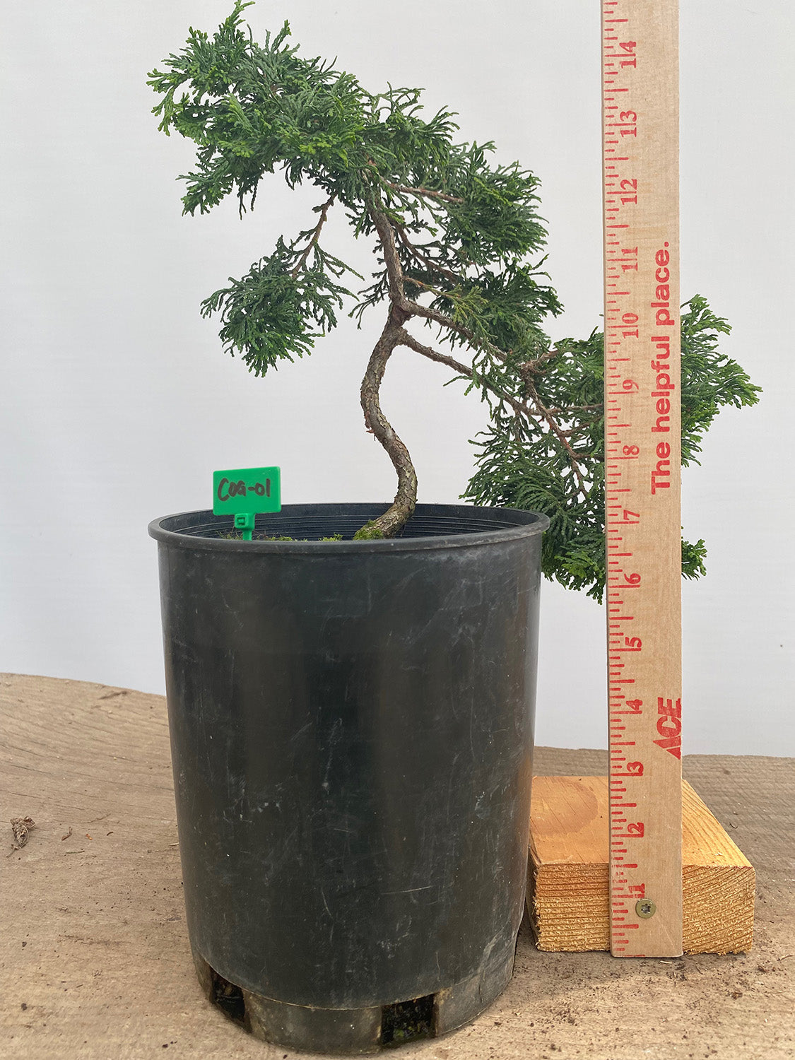Hinoki Cypress in a 1 Gallon Pot(COG-01)