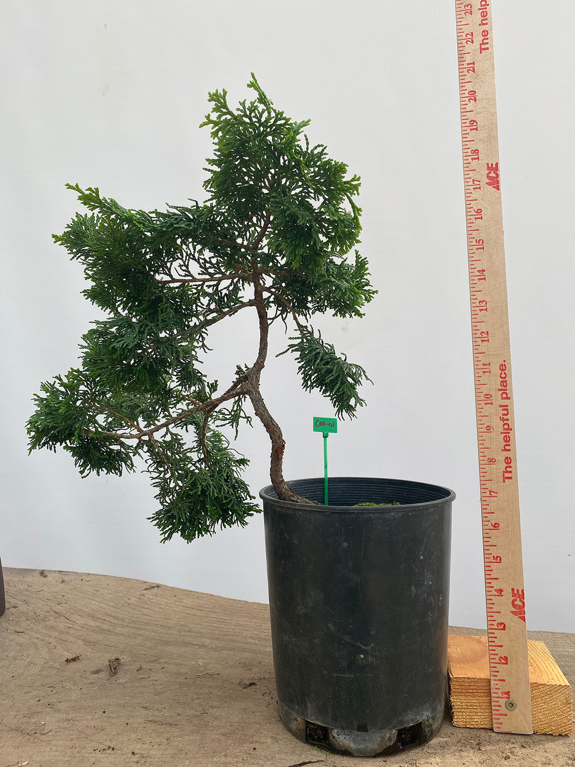 Hinoki Cypress in a 1 Gallon Pot(COG-01)