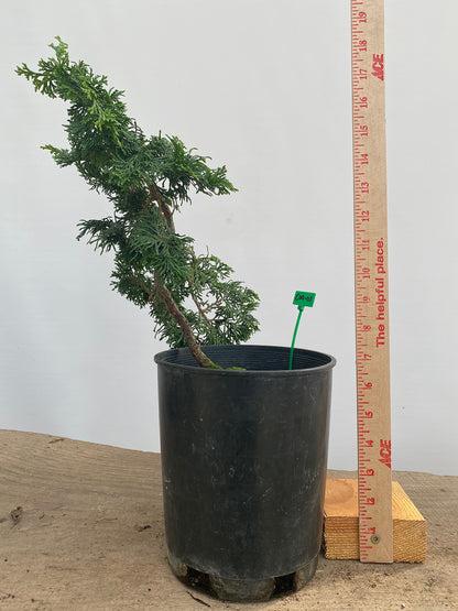 Hinoki Cypress in a 1 Gallon Pot(COG-01)