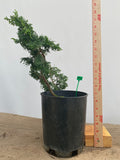 Hinoki Cypress in a 1 Gallon Pot(COG-01)