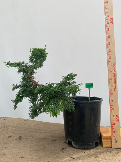 Hinoki Cypress in a 1 Gallon Pot (COG-02)