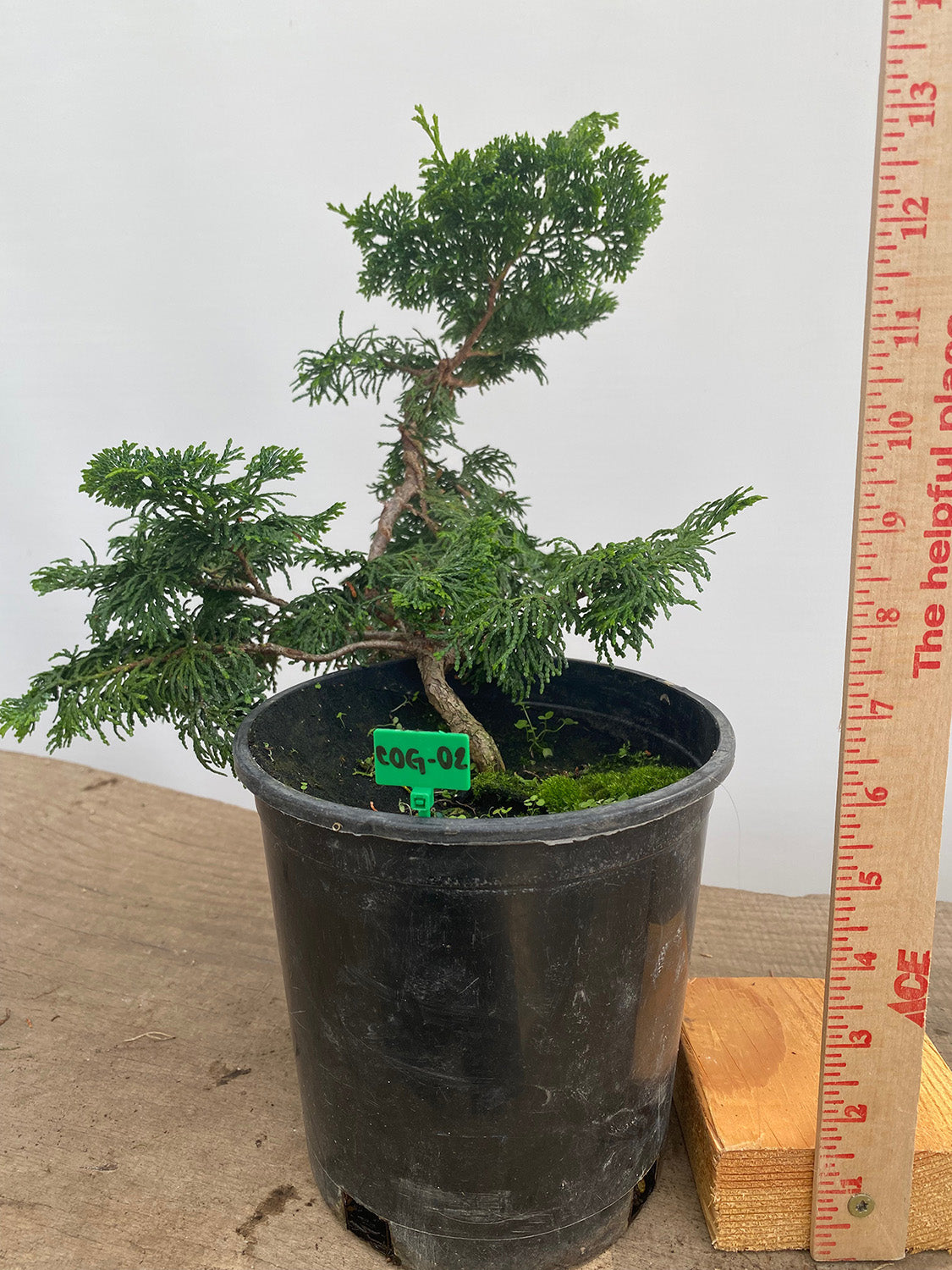 Hinoki Cypress in a 1 Gallon Pot (COG-02)