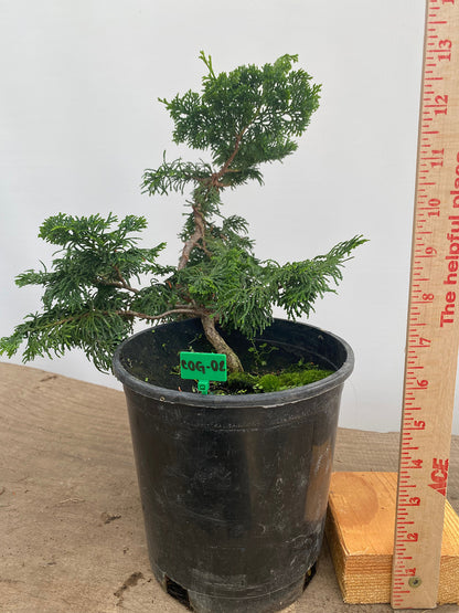 Hinoki Cypress in a 1 Gallon Pot (COG-02)