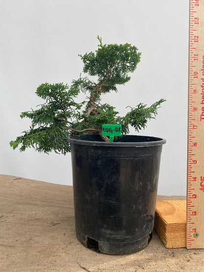 Hinoki Cypress in a 1 Gallon Pot (COG-02)