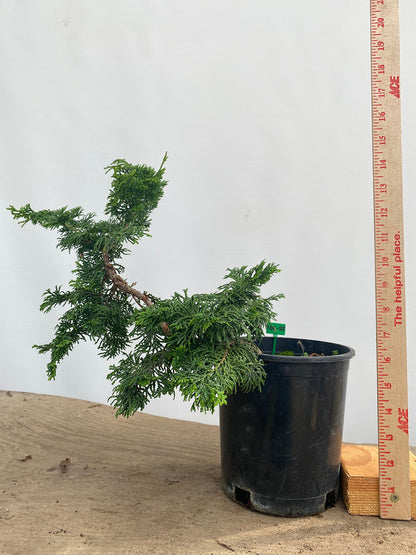 Hinoki Cypress in a 1 Gallon Pot (COG-02)