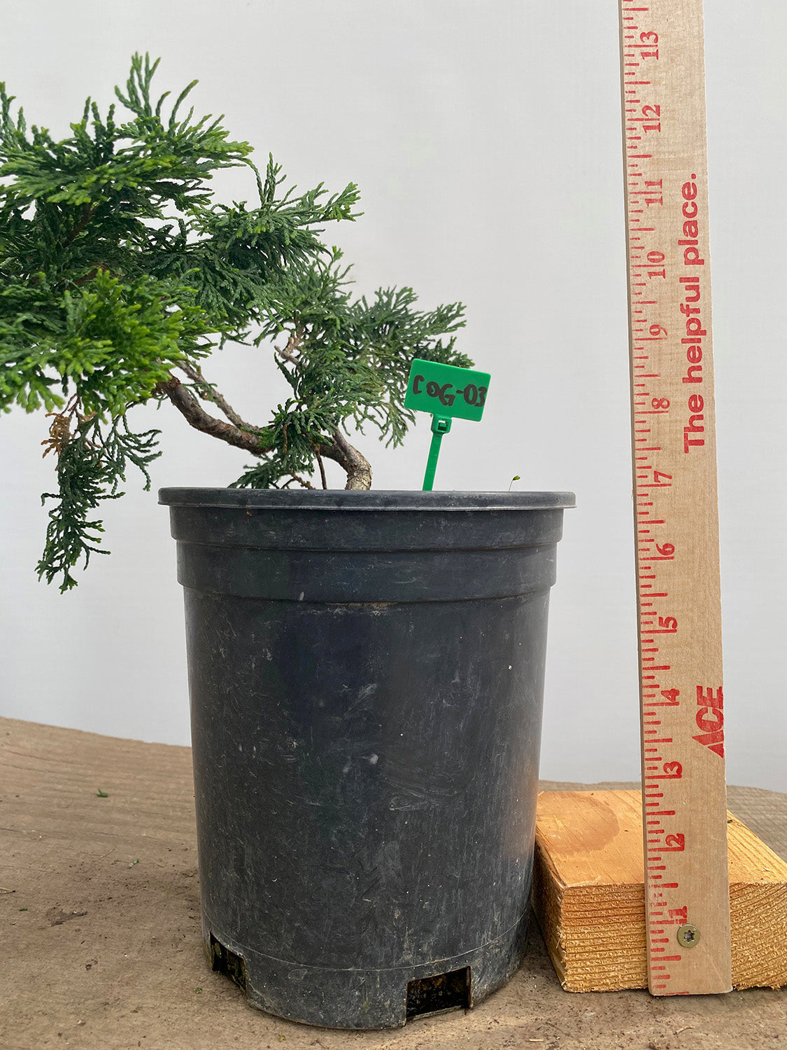 Hinoki Cypress in a 1 Gallon Pot (COG-03)