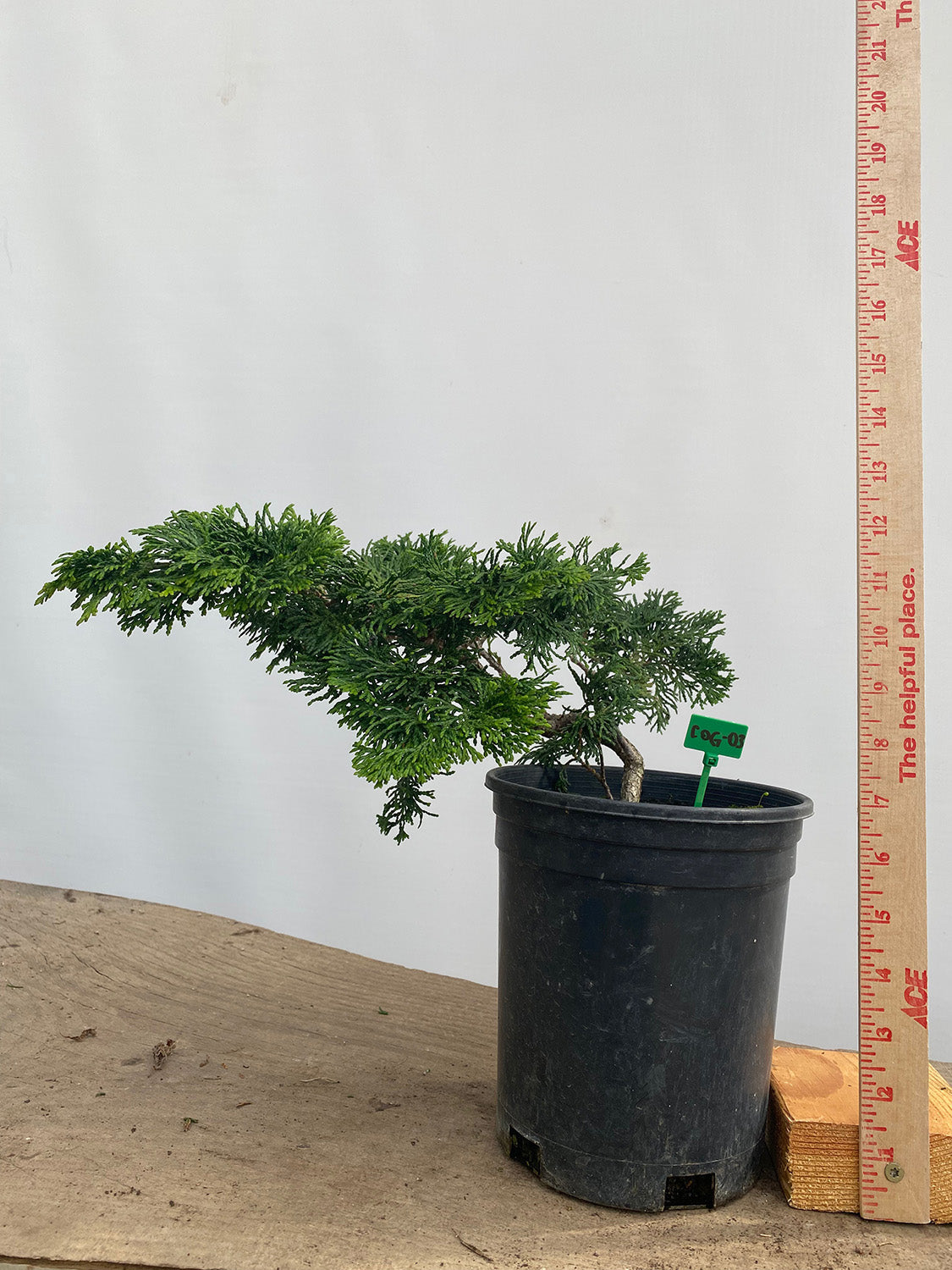 Hinoki Cypress in a 1 Gallon Pot (COG-03)