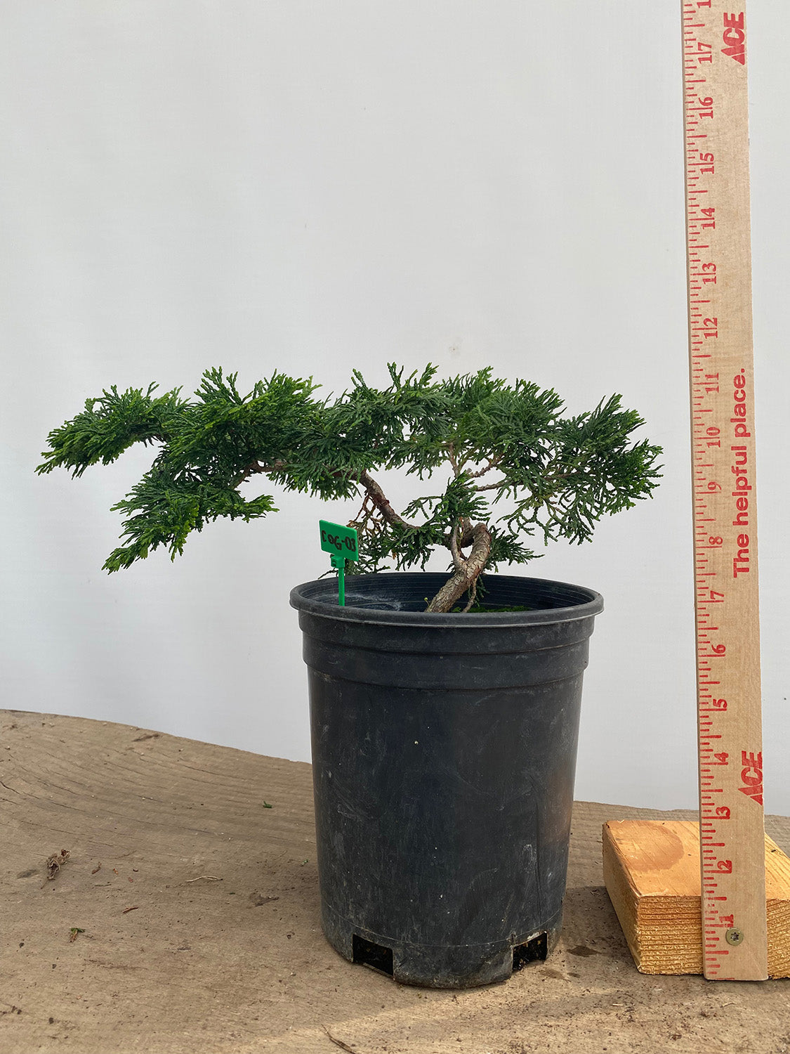 Hinoki Cypress in a 1 Gallon Pot (COG-03)