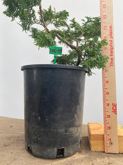 Hinoki Cypress in a 1 Gallon Pot (COG-04)