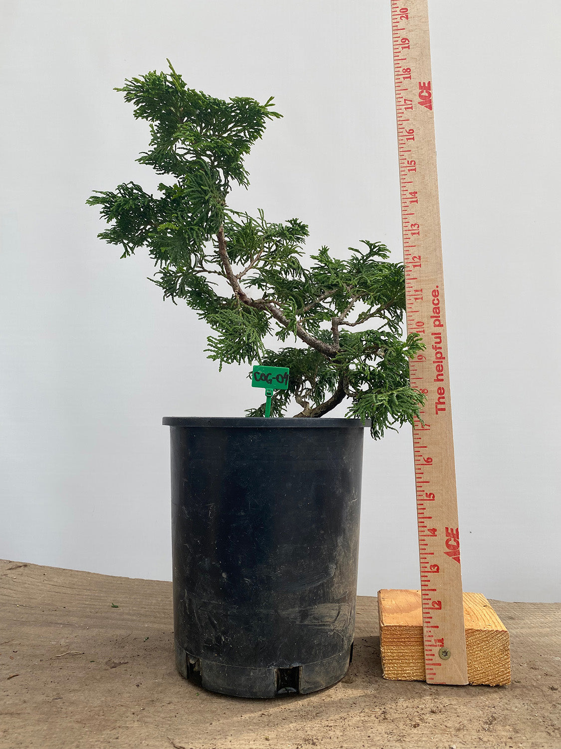 Hinoki Cypress in a 1 Gallon Pot (COG-04)