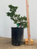 Hinoki Cypress in a 1 gallon pot (COG-04)