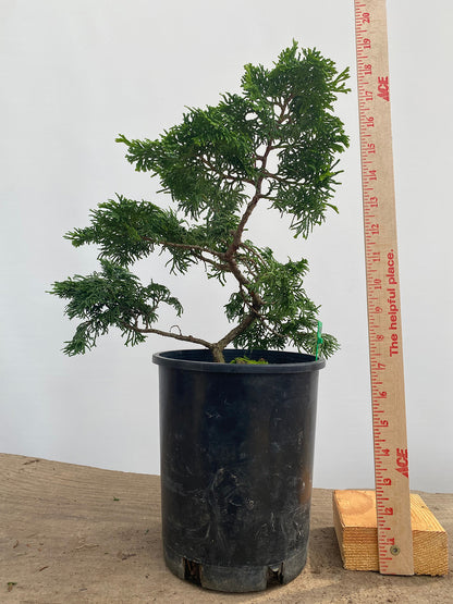 Hinoki Cypress in a 1 Gallon Pot (COG-04)