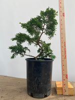 Hinoki Cypress in a 1 gallon pot (COG-04)