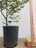 Korean Hornbeam in a 1 gallon pot (CKG-01)