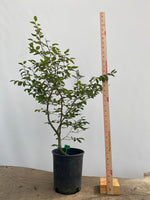 Korean Hornbeam in a 1 gallon pot (CKG-01)