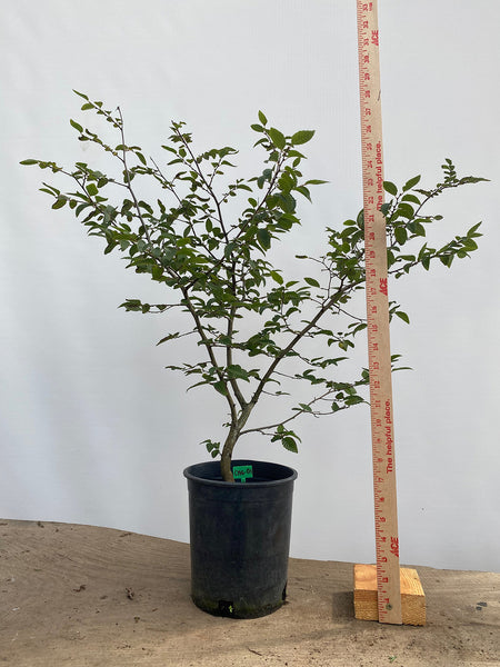 Korean Hornbeam in a 1 gallon pot (CKG-01)