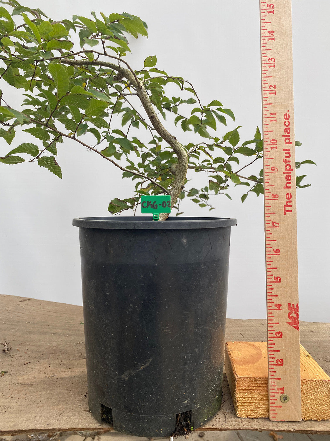 Korean Hornbeam in a 1 gallon pot (CKG-02)
