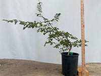 Korean Hornbeam in a 1 gallon pot (CKG-02)
