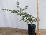Korean Hornbeam in a 1 gallon pot (CKG-02)