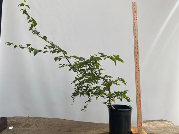 Korean Hornbeam in a 1 gallon pot (CKG-02)