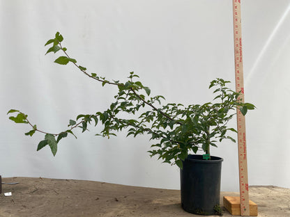 Korean Hornbeam in a 1 gallon pot (CKG-03)