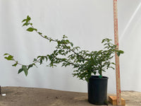 Korean Hornbeam in a 1 gallon pot (CKG-02)