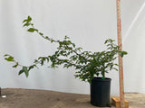 Korean Hornbeam in a 1 gallon pot (CKG-02)